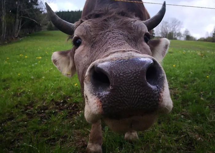 Erlebnis Apartment Jungholz